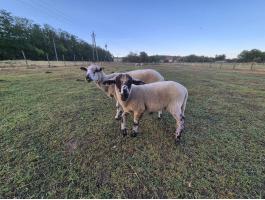 Suffolk x merino kos bárány