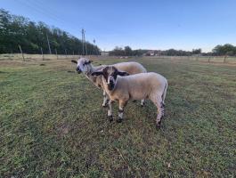 Suffolk x merino kosbárány