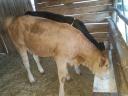 Borjú