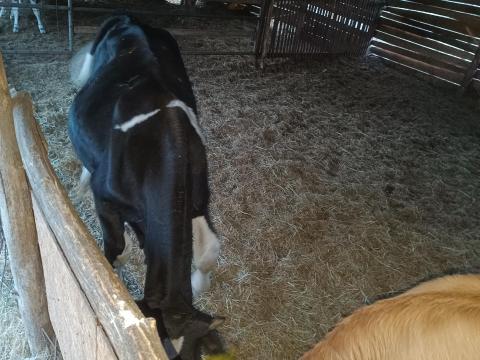Holstein bika Holstein bika