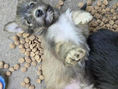 Kiskutyák ingyen elvihetők husky–puli keverék Kiskutyák ingyen elvihetők husky–puli keverék
