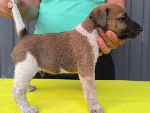 Munkavonalú foxterrier törzskönyvezett szülőktől Munkavonalú foxterrier törzskönyvezett szülőktől