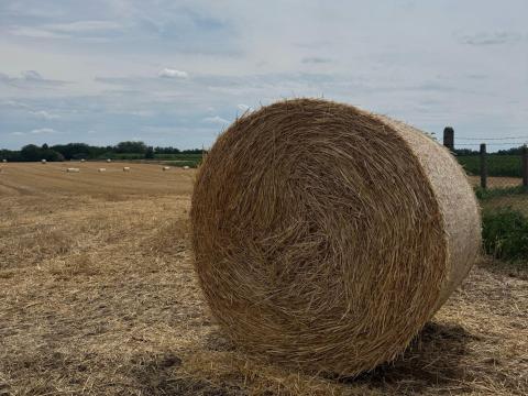 Búza és Tritikálé bála Búza és Tritikálé bála