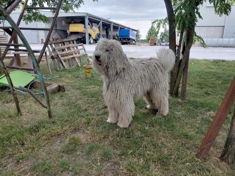 Komondor kiskutya Komondor kiskutya