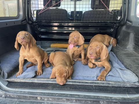 Magyar vizsla fajtajellegű kölykök Magyar vizsla fajtajellegű kölykök