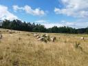 Charolais tehenet és üszőt keresek