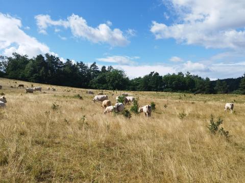 Charolais tehenet és üszőt keresek