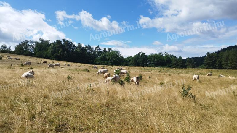 Charolais tehenet és üszőt keresek