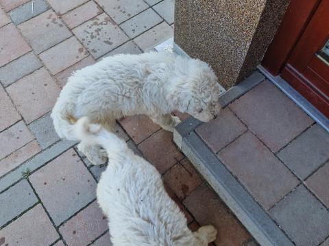 Komondor kiskutya Komondor kiskutya