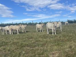 11 db Charolais üsző eladó, 18-19 hónaposak