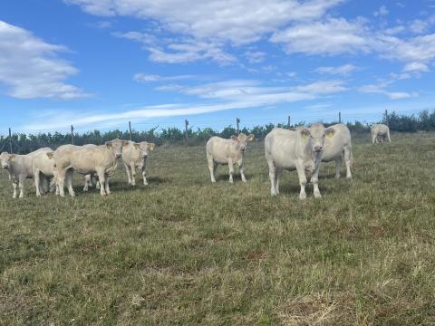 11 db Charolais üsző eladó, 18-19 hónaposak