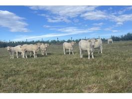 11 db Charolais üsző eladó, 18-19 hónaposak