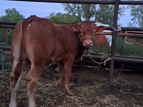 Eladó limousin bikaborjak