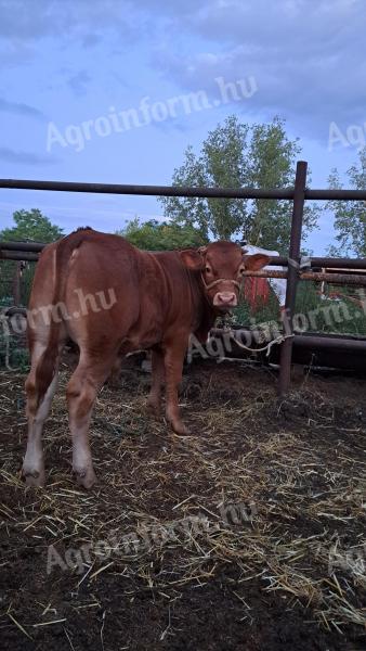 Eladó limousin bikaborjak