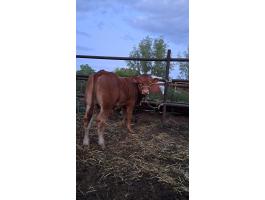 Eladó limousin bikaborjak