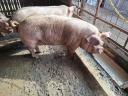3-db turcsiorru kocák eladók