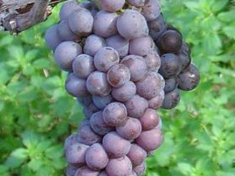 Eladó Szürkebarát/Pinot Gris szőlőtermés - Mátrai borvidék, Gyöngyöstarján Eladó Szürkebarát/Pinot Gris szőlőtermés - Mátrai borvidék, Gyöngyöstarján