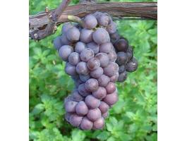 Eladó Szürkebarát/Pinot Gris szőlőtermés - Mátrai borvidék, Gyöngyöstarján