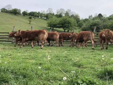 Eladó 10 darab genetikailag szarvatlan, pedigrés, átlagosan 25 hónapos Limousin szarvasmarha előhasi üsző Eladó 10 darab genetikailag szarvatlan, pedigrés, átlagosan 25 hónapos Limousin szarvasmarha előhasi üsző