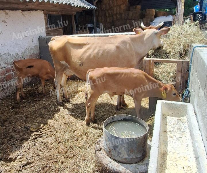Jersey vemhes tehén + 2 db 9 hetes bika