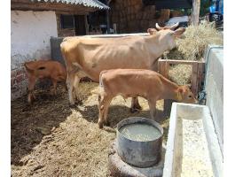 Jersey vemhes tehén + 2 db 9 hetes bika