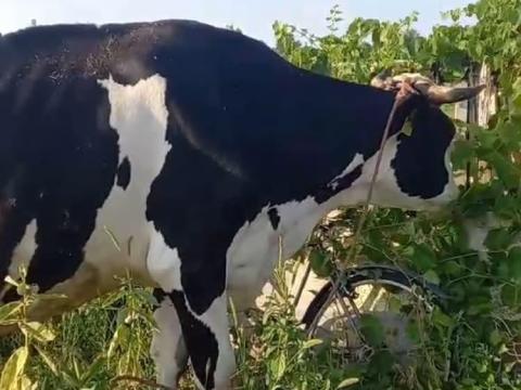 Eladó vemhes fekete-fehér Holstein-fríz Eladó vemhes fekete-fehér Holstein-fríz