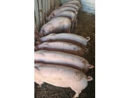 Eladó 9 db Zégers fajtájú, 10 hetes malac