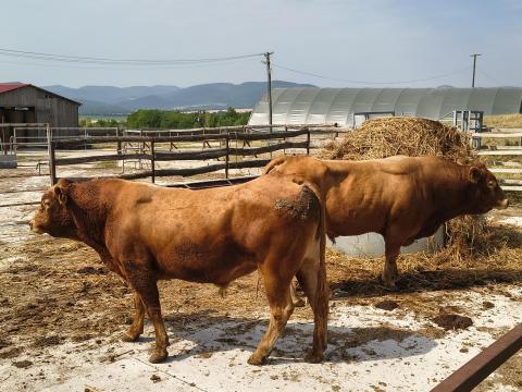 2 törzskönyvezett Limousin tenyészbika (PP - szarvatlan) 2 törzskönyvezett Limousin tenyészbika (PP - szarvatlan)