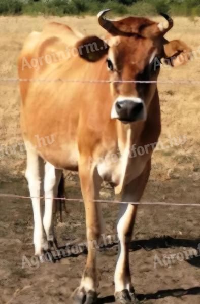 Jersey tehenek