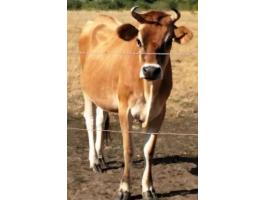 Jersey tehenek