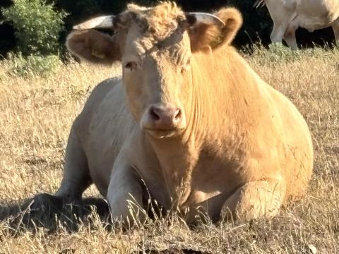 Charolais x magyartarka meddő üsző eladó Charolais x magyartarka meddő üsző eladó