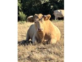 Charolais x magyartarka meddő üsző eladó