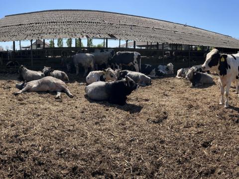Holstein hízó bika eladó 90db