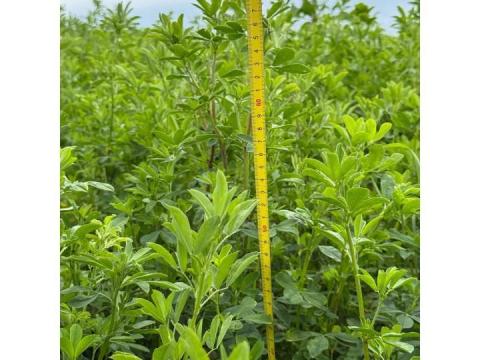 Dobrogea lucerna vetőmag aszályos területekre Dobrogea lucerna vetőmag aszályos területekre