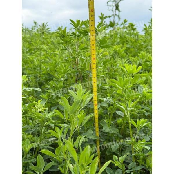 Dobrogea lucerna vetőmag aszályos területekre