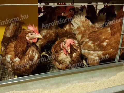 1 éves tojótyúkok eladók 1 éves tojótyúkok eladók