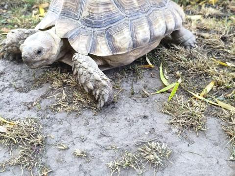 Óriás teknős gazdit keres Óriás teknős gazdit keres
