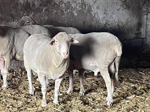 Eladó 2 db törzskönyves 2 éves magyar merinó kos