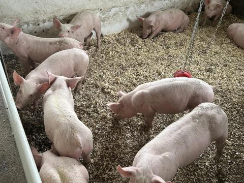 9 hetes topigs x hypor maxter hústípusú malacok eladóak 9 hetes topigs x hypor maxter hústípusú malacok eladóak