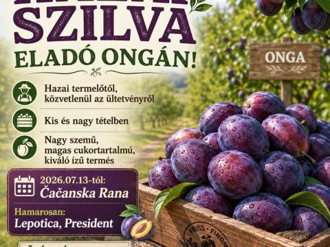 Szilva – Čačanska Rana Szilva – Čačanska Rana