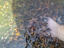 Koi ponty