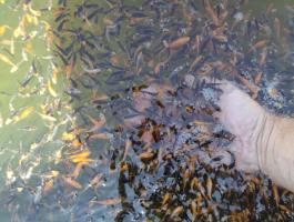 Koi ponty