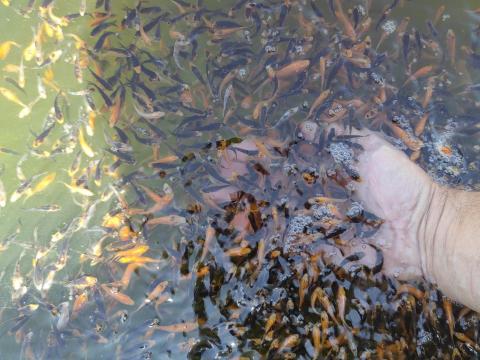 Koi ponty Koi ponty
