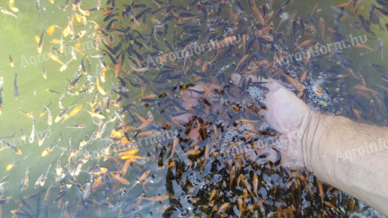 Koi ponty