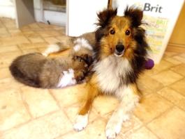 Sheltie kiskutyák eladók