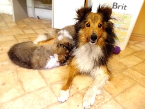 Sheltie kiskutyák eladók Sheltie kiskutyák eladók