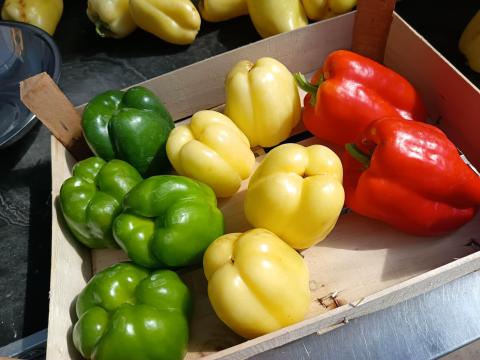 Kaliforniai paprika Kaliforniai paprika