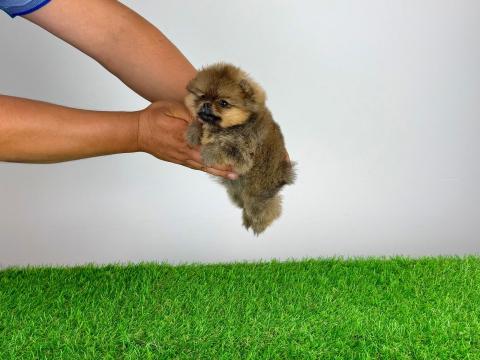 Törzskönyves Pomerániai törpespitz Pomi kiskutya Törzskönyves Pomerániai törpespitz Pomi kiskutya