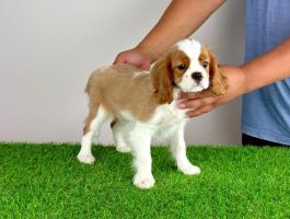 Törzskönyves Cavalier King Charles Spániel kiskutya