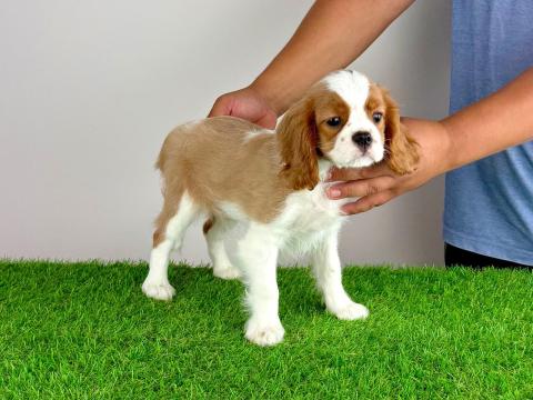 Törzskönyves Cavalier King Charles Spániel kiskutya Törzskönyves Cavalier King Charles Spániel kiskutya